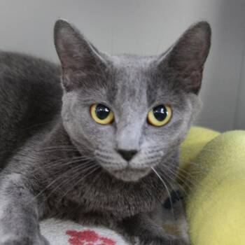 Gracie (Delilah) -  Domestic Short Hair Cat for Adoption in Sarasota, Florida - Gracie (Delilah) | PetCurious