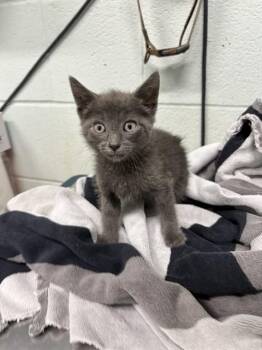 LUCKY -  Domestic Short Hair Cat for Adoption in Corpus Christi, Texas - LUCKY | PetCurious