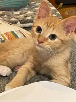 James -  Domestic Short Hair Cat for Adoption in Concord, North Carolina - James | PetCurious