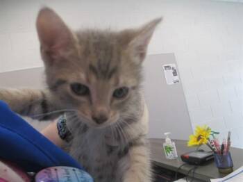 A384818 -  Domestic Short Hair Cat for Adoption in Ocala, Florida - A384818 | PetCurious