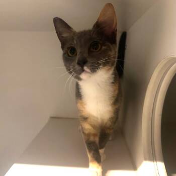 Sequence -  Domestic Short Hair Cat for Adoption in Dearborn, Michigan - Sequence | PetCurious