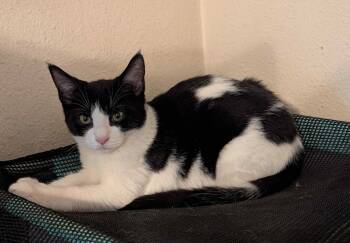 Rescue Domestic Short Hair Cats for Adoption in Portland, Oregon - Jodi- Gentle And Easy Going | PetCurious