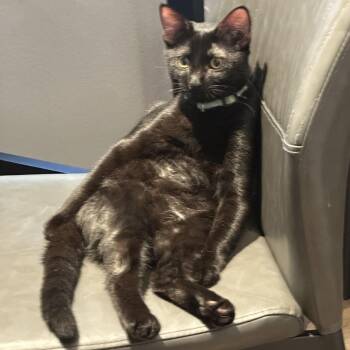 Pantress -  Domestic Short Hair Cat for Adoption in Santa Ana, California - Pantress | PetCurious