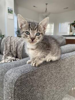 Domestic Short Hair Cats Available for Adoption - CINNAMON | PetCurious