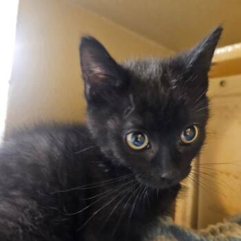 Domestic Short Hair Cats Available for Adoption in Grantsville, Utah - Soot | PetCurious