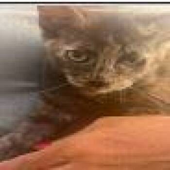 Bev -  Domestic Short Hair Cat for Adoption in Pasadena, California - Bev | PetCurious