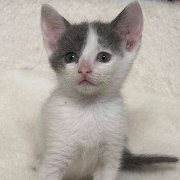 Graham Cracker -  Domestic Short Hair Cat for Adoption - Graham Cracker | PetCurious