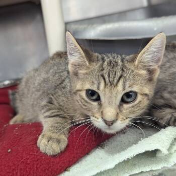 Pearl Jam -  Domestic Short Hair Cat for Adoption in Evansville, Indiana - Pearl Jam | PetCurious