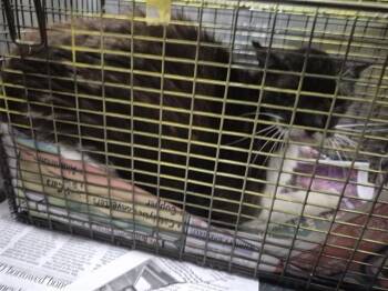 Domestic Short Hair Cats Available for Adoption in San Antonio, Texas - MR. B | PetCurious