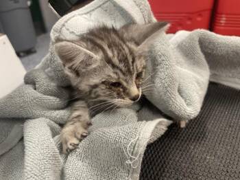 Domestic Short Hair Cats Available for Adoption in Thousand Palms, California - A1914666 | PetCurious