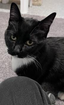 Baby Girl -  Tuxedo Cat for Adoption in Carson City, Nevada - Baby Girl | PetCurious