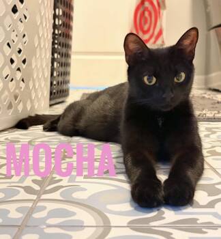 American Shorthair Cats Available for Adoption - Mocha Reilly | PetCurious