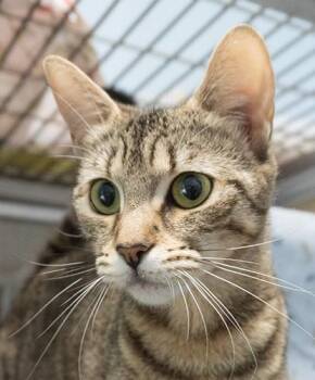 Gronion -  Domestic Short Hair Cat for Adoption in Encinitas, California - Gronion | PetCurious