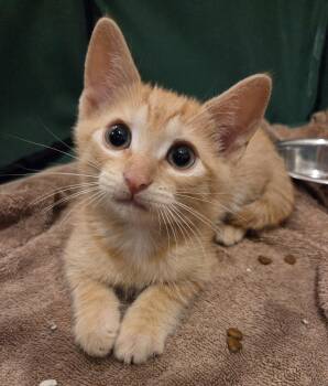 Domestic Short Hair and Tabby Cats Available for Adoption in Mobile, Alabama - Chester | PetCurious