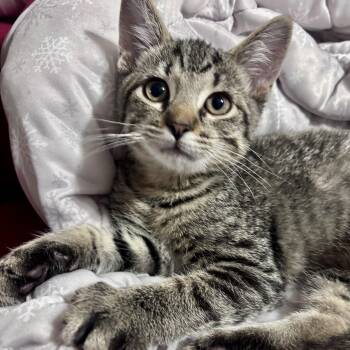 Carrie -  Domestic Short Hair Cat for Adoption in West Jefferson, Ohio - Carrie | PetCurious
