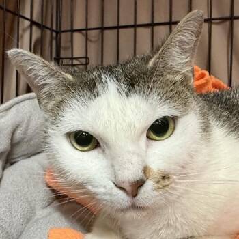 Rescue Domestic Short Hair Cats for Adoption in New York, New York - Amber | PetCurious