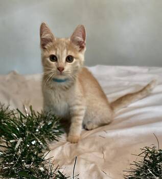 Rescue Domestic Medium Hair Cats for Adoption in Little Rock, Arkansas - Jinx (male) | PetCurious