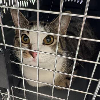 Arcadia -  Domestic Short Hair Cat for Adoption in Huntington, West Virginia - Arcadia | PetCurious