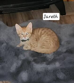 Jareth -  Domestic Short Hair Cat for Adoption in Lincoln, California - Jareth | PetCurious
