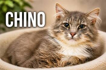 Domestic Medium Hair Cats Available for Adoption in Greenville, Delaware - Chino: DMH (FCID# 04/22/2026 - 31 Trainer) | PetCurious