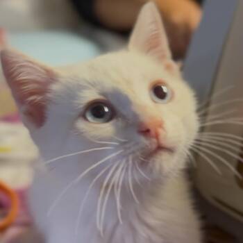 Possum -  Domestic Short Hair Cat for Adoption in Midland, Texas - Possum | PetCurious