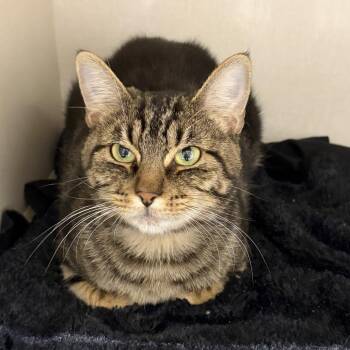 Little One -  Domestic Short Hair Cat for Adoption in San Antonio, Texas - Little One | PetCurious