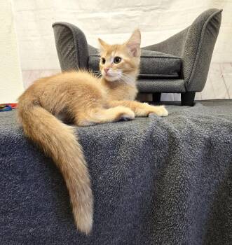 Sunfyre -  Domestic Medium Hair Cat for Adoption in Red Wing, Minnesota - Sunfyre | PetCurious