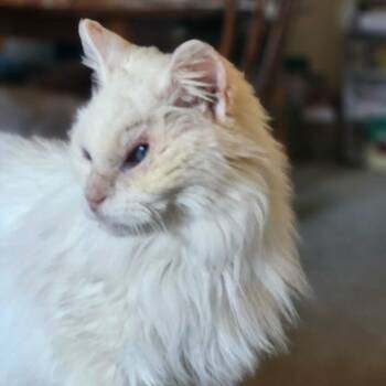 Domestic Long Hair and Ragdoll Cats Available for Adoption in Charlottesville, Virginia - Cotton | PetCurious