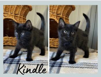 Rescue Domestic Short Hair Cats for Adoption in Pierceton, Indiana - Kindle | PetCurious