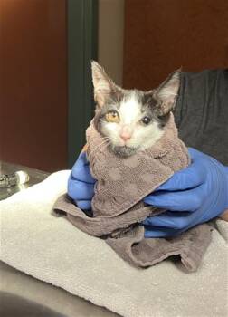 A780805 -  Domestic Short Hair Cat for Adoption in Rancho Cucamonga, California - A780805 | PetCurious
