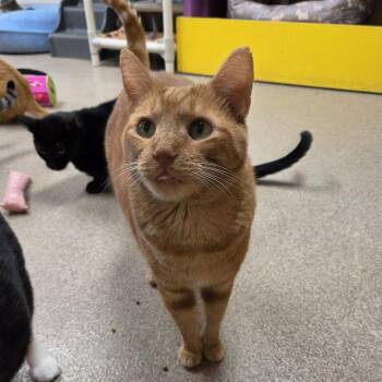 Zade -  Domestic Short Hair Cat for Adoption in Chilton, Wisconsin - Zade | PetCurious