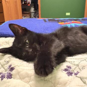 Edgar -  Domestic Short Hair Cat for Adoption in Chicago, Illinois - Edgar | PetCurious