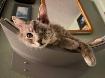 Domestic Long Hair Cats Available for Adoption in Walnut Creek, California - Sparrow | PetCurious