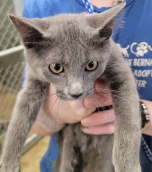 Rescue Domestic Short Hair Cats for Adoption in La Porte, Indiana - Cookie | PetCurious