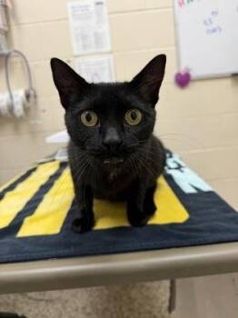Violet -  Domestic Short Hair Cat for Adoption in Westland, Michigan - Violet | PetCurious