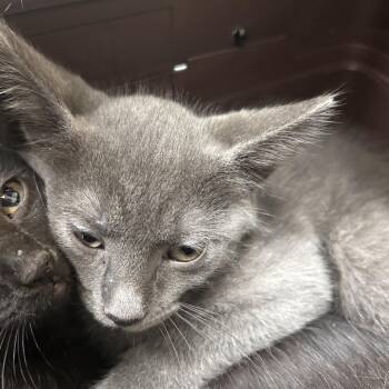 Rio -  Domestic Short Hair Cat Available for Adoption in Galveston, Texas - Rio | PetCurious