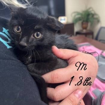 Rescue Domestic Short Hair Cats for Adoption in Lake Panasoffkee, Florida - Tipper | PetCurious