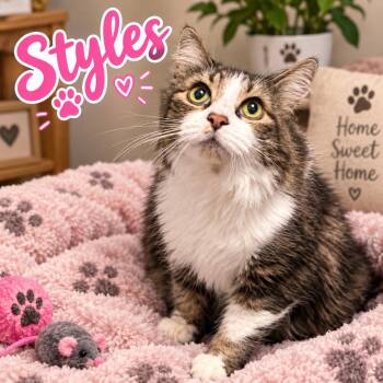 Styles -  Domestic Long Hair Cat for Adoption in Truth Or Consequences, New Mexico - Styles | PetCurious