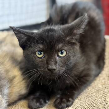 Scratch -  Domestic Short Hair Cat for Adoption in Ridgely, Maryland - Scratch | PetCurious