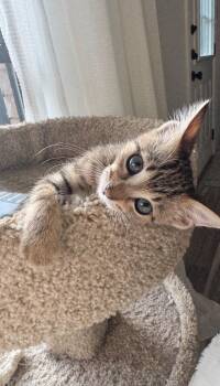 Sassy -  Tabby Cat for Adoption in San Antonio, Texas - Sassy | PetCurious