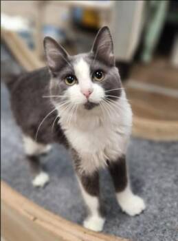 Annie -  Domestic Medium Hair Cat for Adoption in San Jacinto, California - Annie | PetCurious