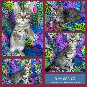 Domestic Short Hair Cats Available for Adoption - Garbanzo | PetCurious