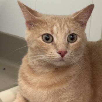 Rescue Domestic Short Hair Cats for Adoption in Redwood Falls, Minnesota - Lucy | PetCurious