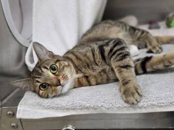 Domestic Short Hair Cats Available for Adoption in Westland, Michigan - Diane | PetCurious