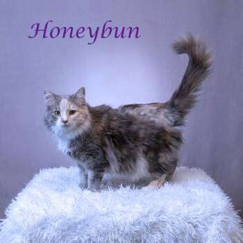 Domestic Long Hair Cats Available for Adoption in Lebanon, Tennessee - Honeybun C26-089 | PetCurious