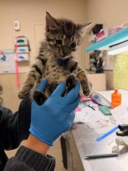 EDWARD -  Domestic Short Hair Cat for Adoption in Riverside, California - EDWARD | PetCurious