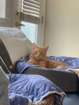 Rescue Domestic Short Hair Cats for Adoption in San Jose, California - Cheddar | PetCurious