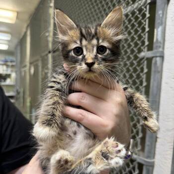 Domestic Medium Hair Cats Available for Adoption in Eureka Springs, Arkansas - Brittany | PetCurious