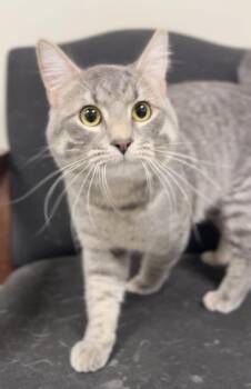 Rocko -  Domestic Short Hair Cat Available for Adoption in Bemidji, Minnesota - Rocko | PetCurious