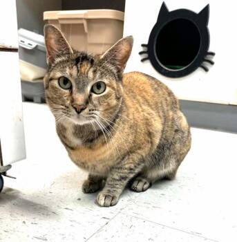 REMODEL -  Torbie Cat for Adoption in Pegram, Tennessee - REMODEL | PetCurious